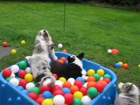 Small nest milk dogs and love to fight even