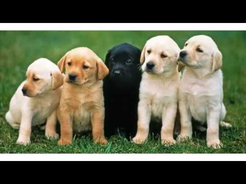 Small Puppy Dogs