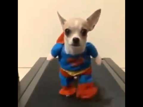 so cute dog doing exercise wearing nice clothes