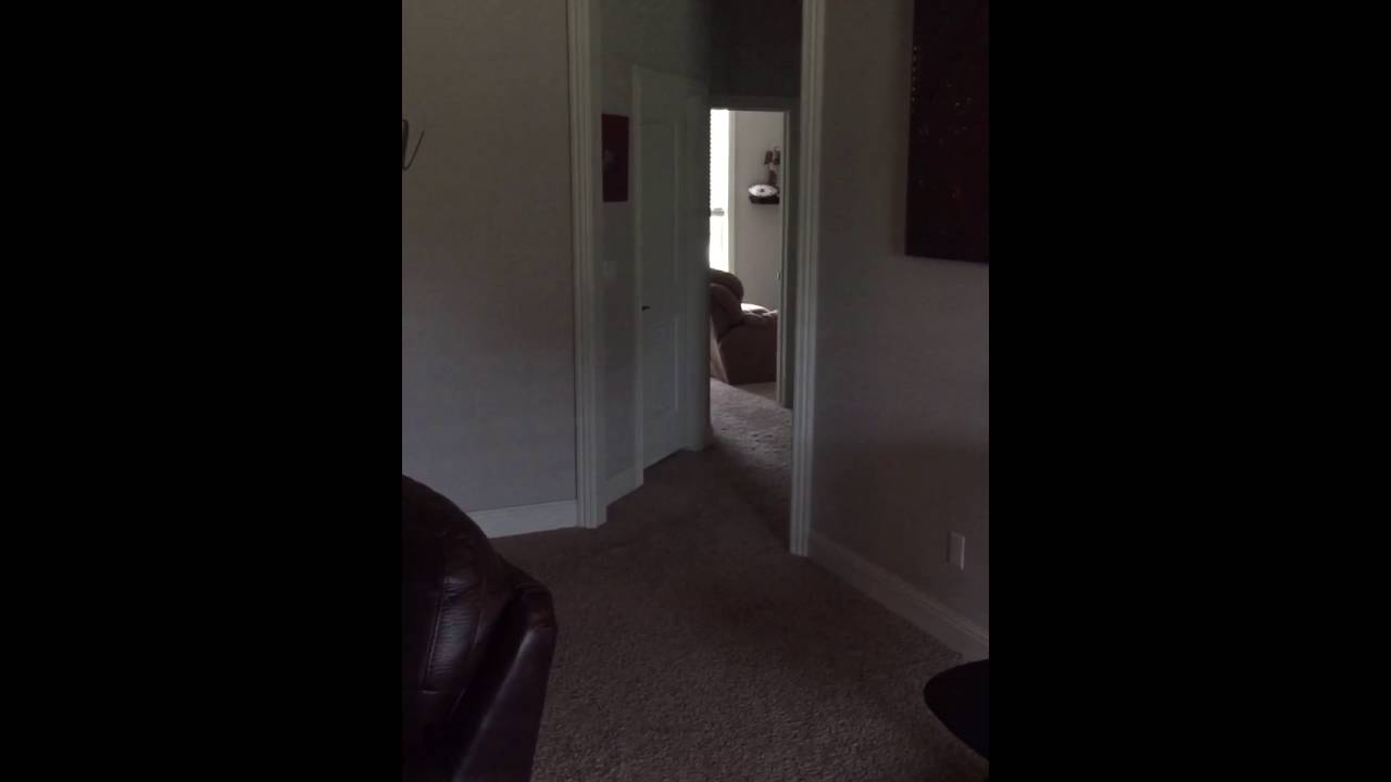 Stella the dog protecting the house…in her sleep