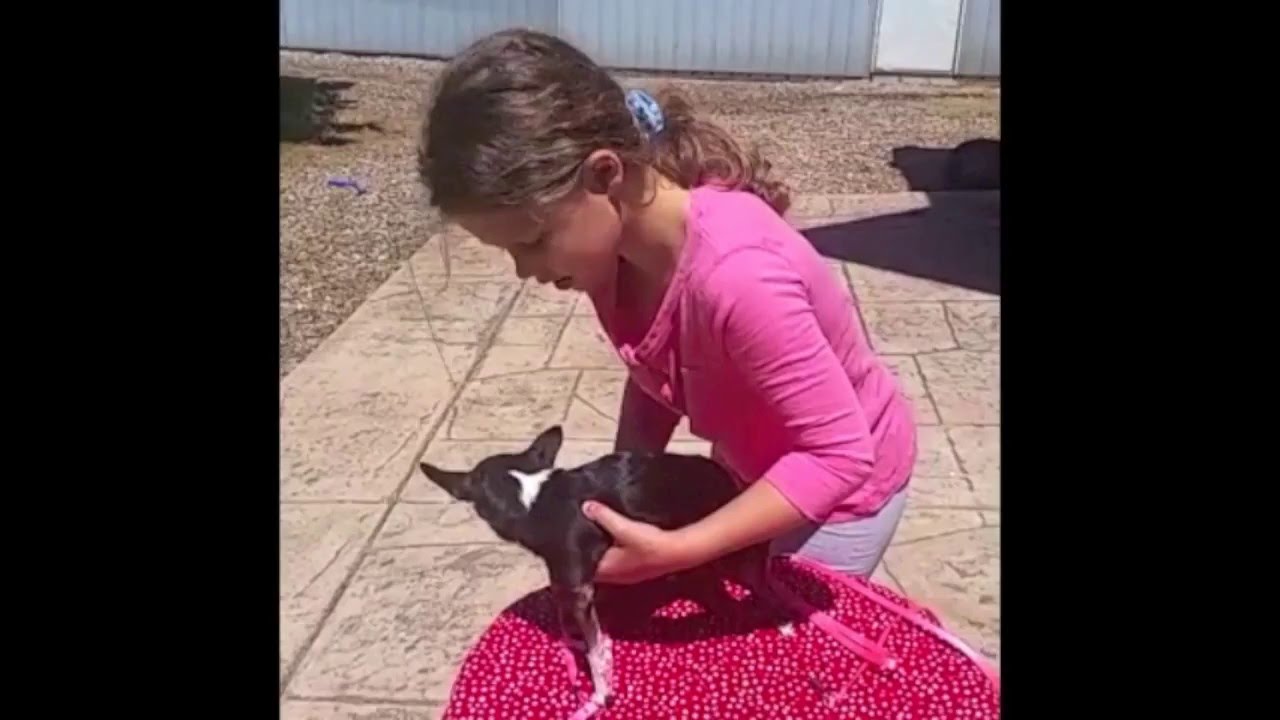 Step in Harness for Small Dogs