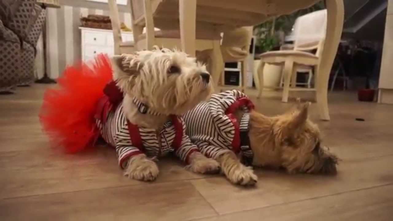 Stripy pet clothes collection from CIU