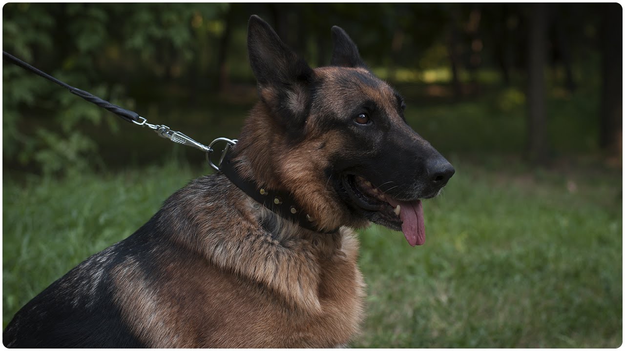 Super Calm German Shepherd on the Walk