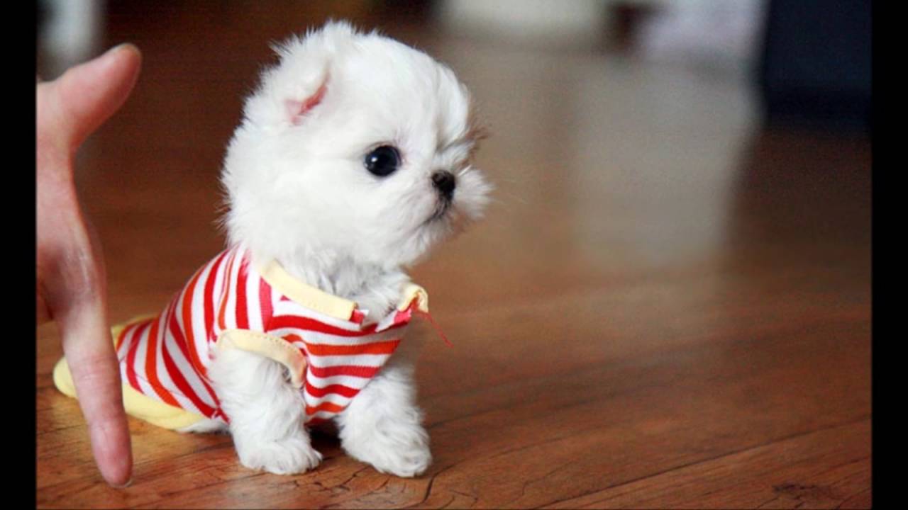 SuperCute Teacup Maltese – DOG LOVERS ❤