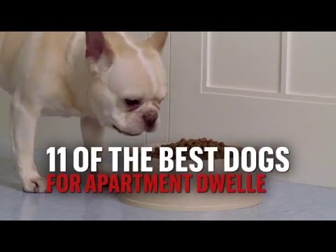 The 11 best dogs for small apartments