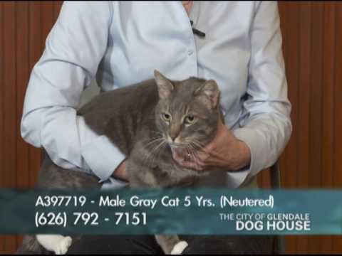The Dog House – May 17, 2016