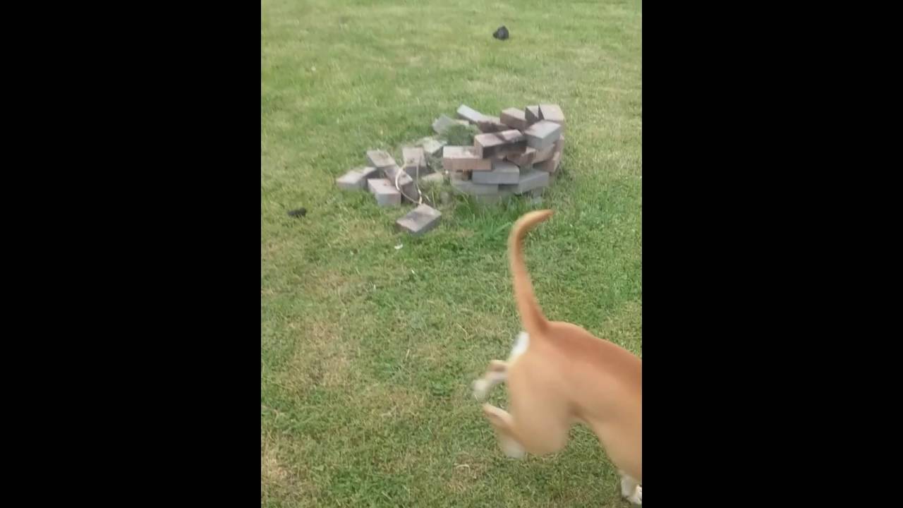 The Dog that lives at my house