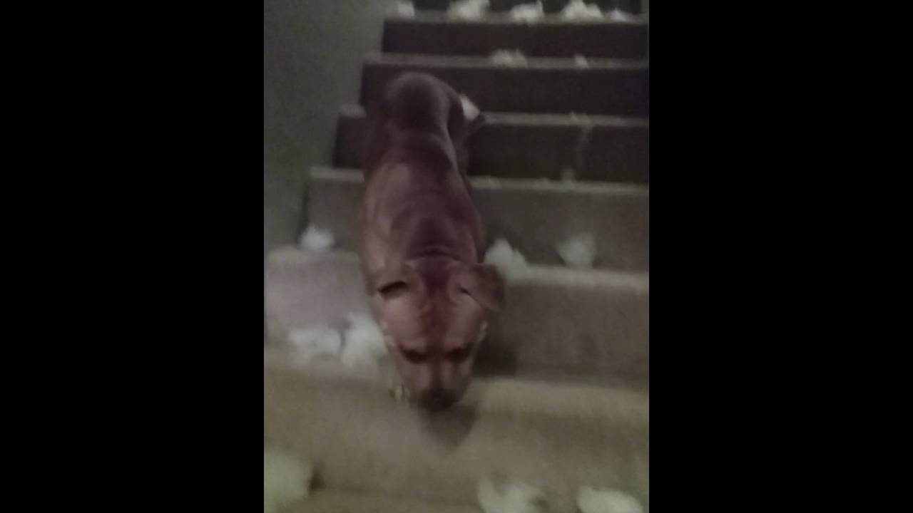 The Dog that lives at my house
