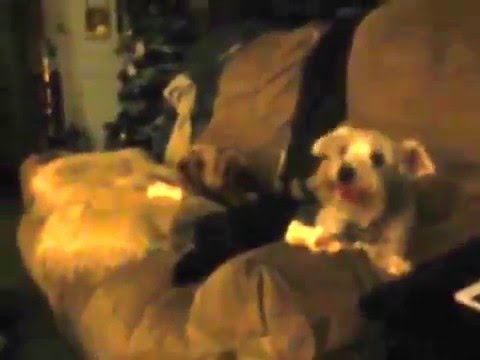 the small dogs wanted me to break up the rawhide bones after i did to break them