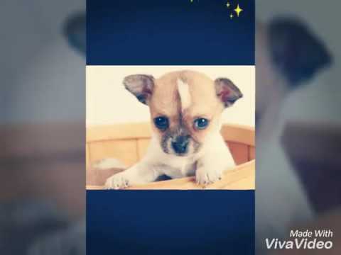 The small dogs