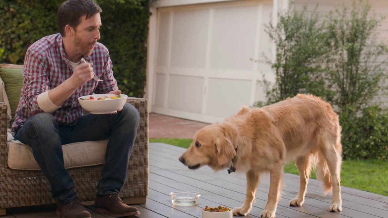The Wrestler   Beneful® Healthy Weight Dog Food – Purina®