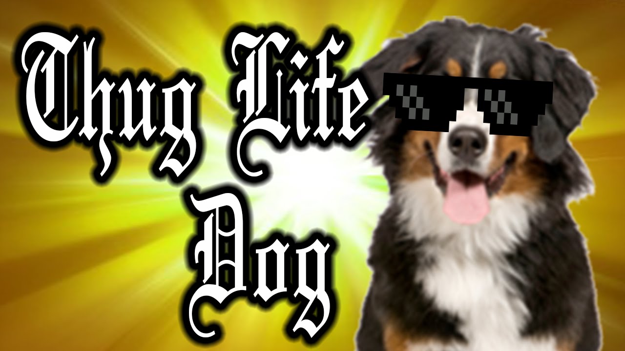 Thug Life Dog Runs This House