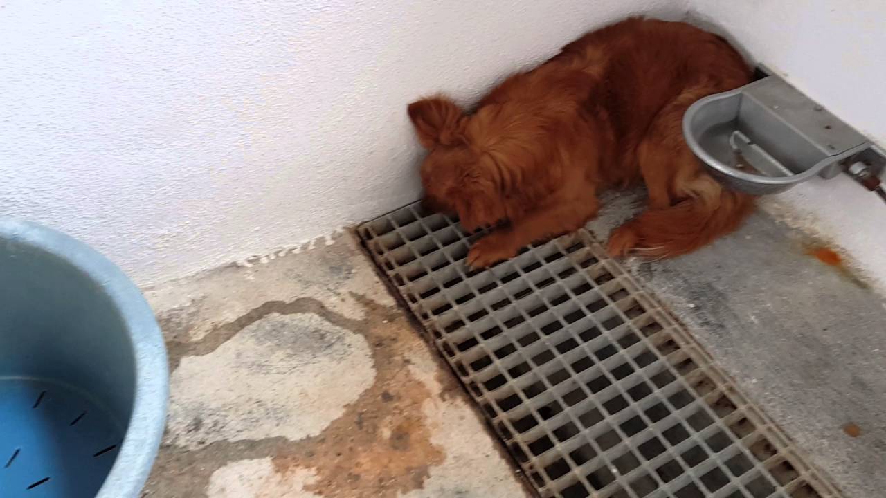 TIMMY Small male VALENCIA PERRERA DOGS 29 April 2016