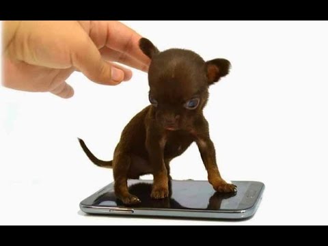 Top 10 Best Small Dog Breeds In The World | Top 10 Kid – Friendly Small Dogs for Children