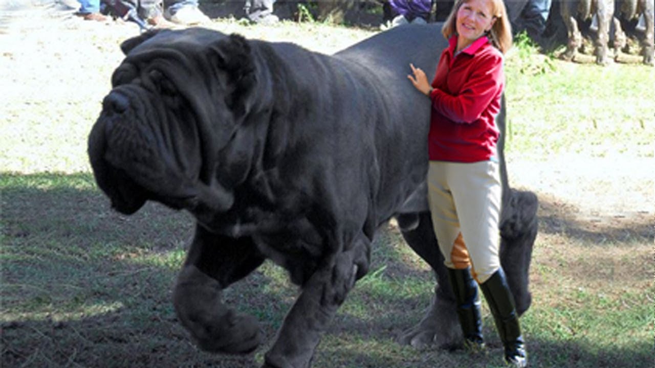 Top 10 biggest dogs in the world, long,massive and huges like preditors dogs in the world