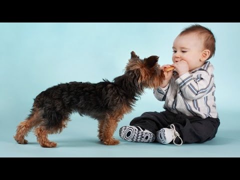 Top 10 Kid-Friendly Small Dogs