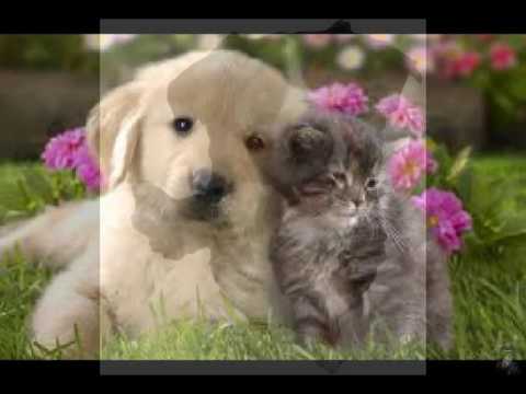 top of the line dog training