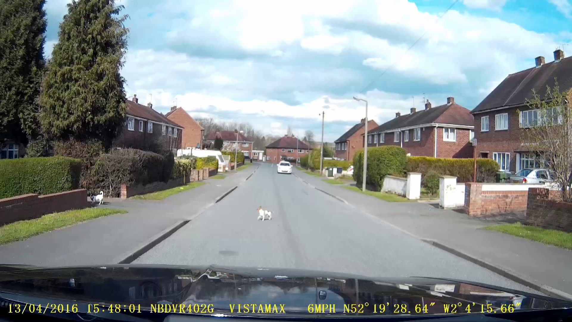 Two small Dogs on the Loose – Austin Road, Bromsgrove