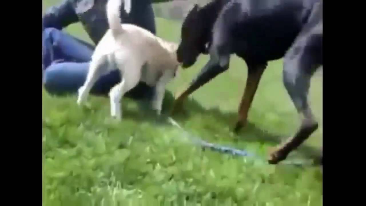 Video Clip Big Black Dogs Mating with Small Dogs
