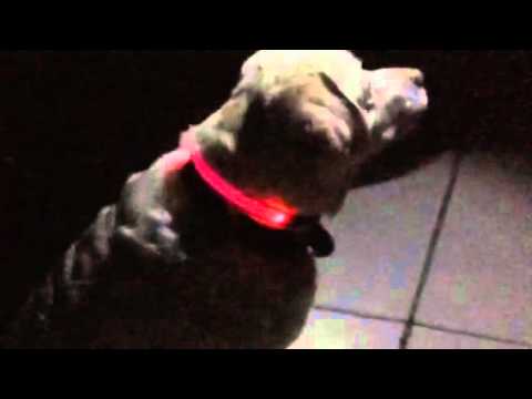 Vivaglory Rechargeable LED dog collar