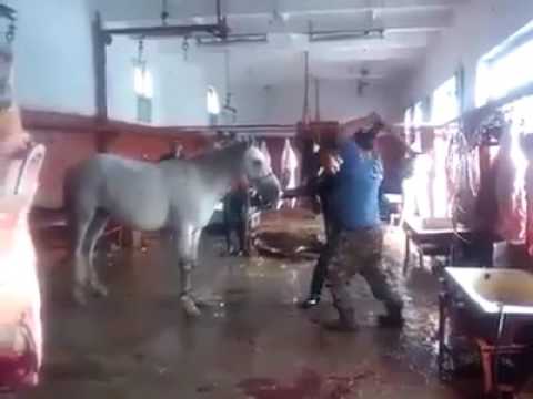 WARNING !!! GRAPHIC !!! Watch A Horse Get Slaughtered Live At A Dog Food Plant