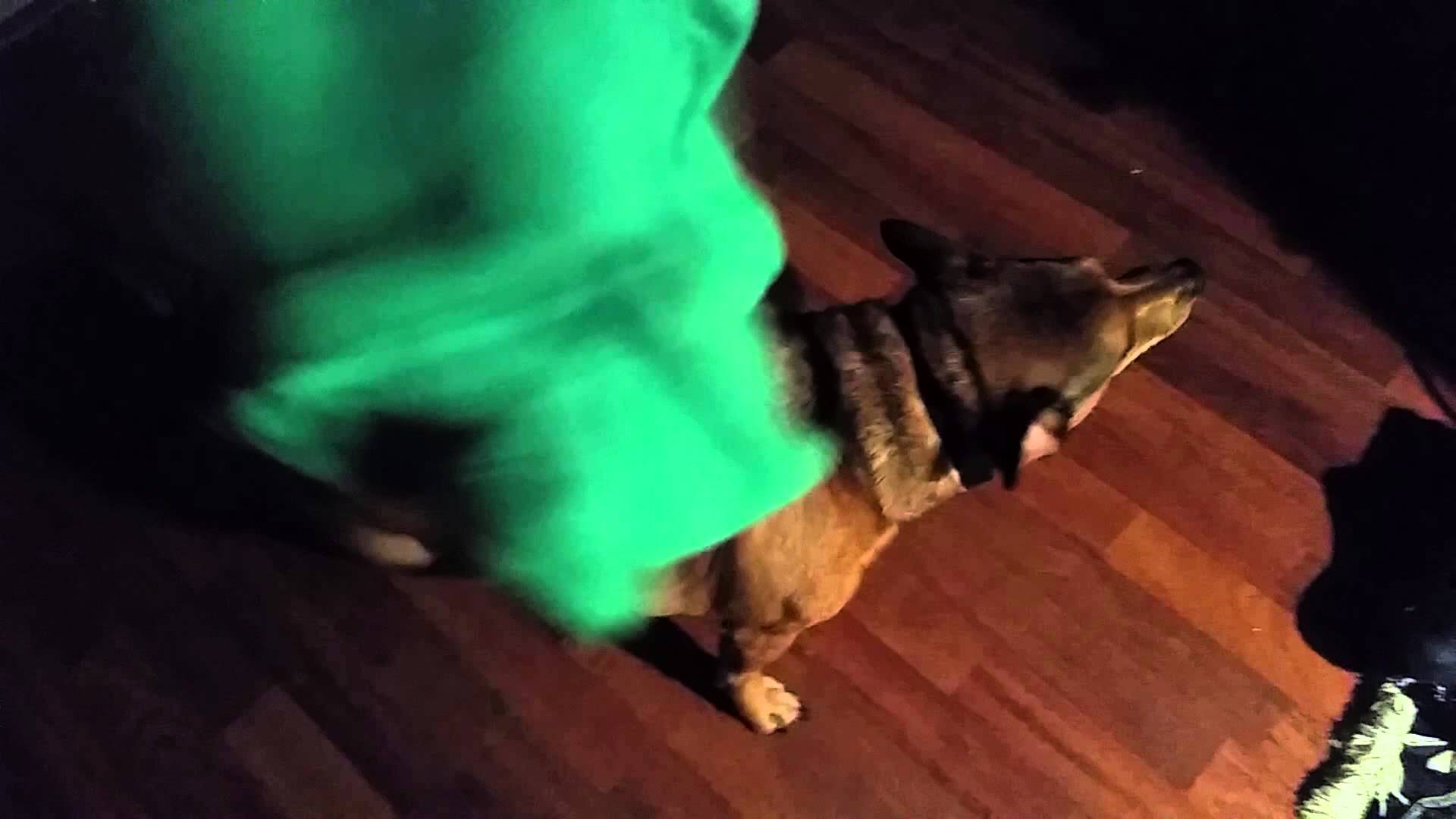 What!?!? Quirky Dog actually likes to wear clothes!