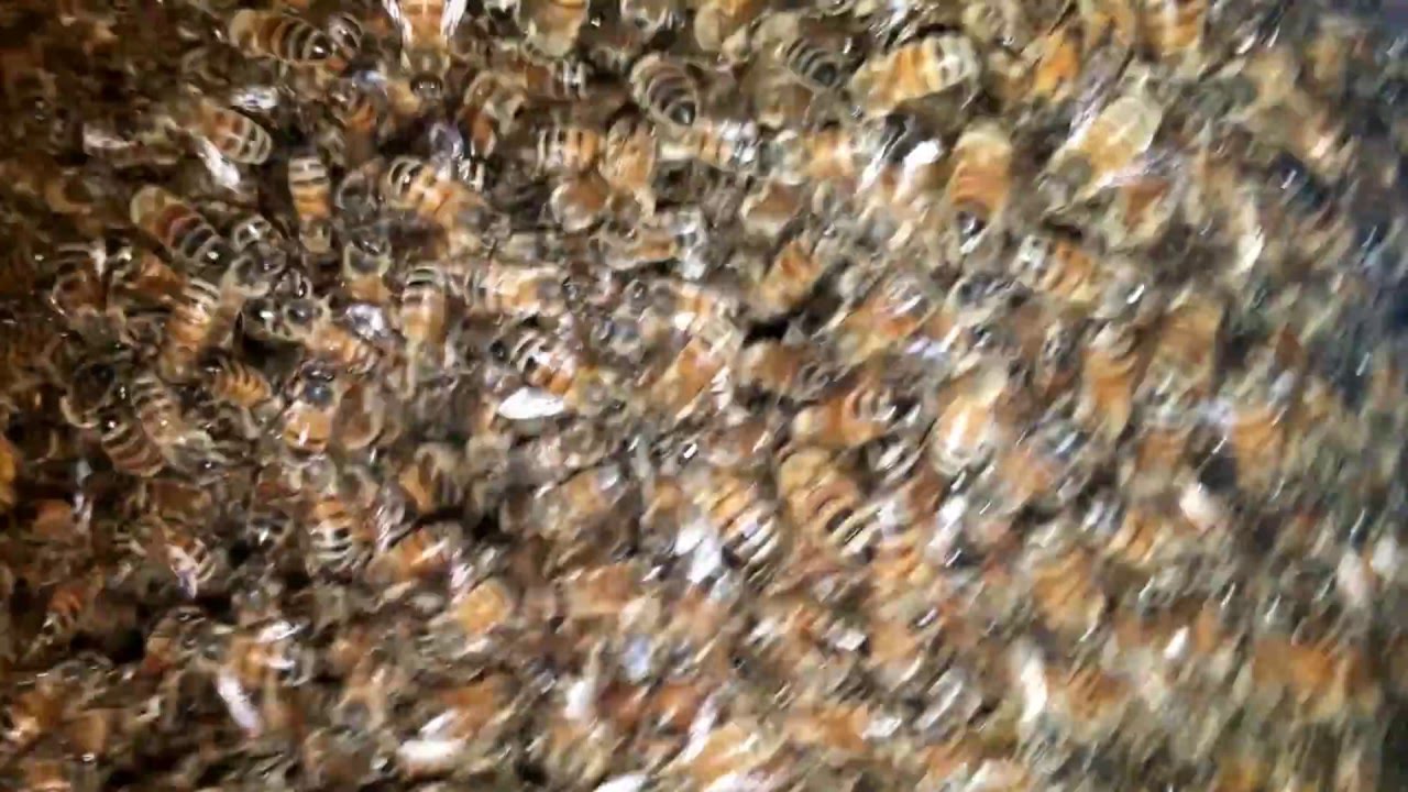 Wild Bees in an Old Dog House