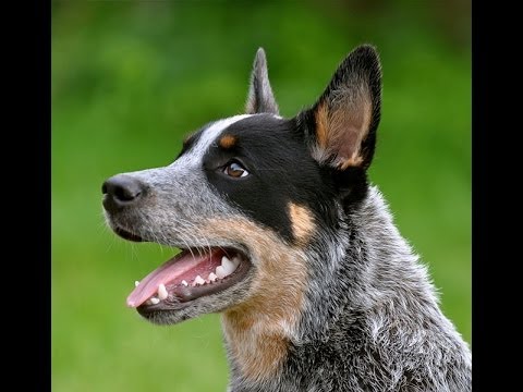 World’s Top 10 Smartest Dog Breeds