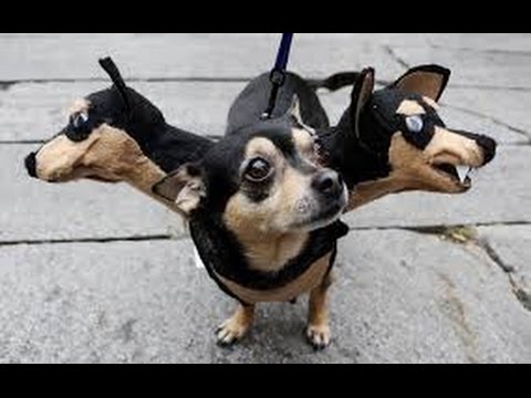 [ZuTube] Dogs assistant boss very expert- Little dog very bravery – Funny video for everyone