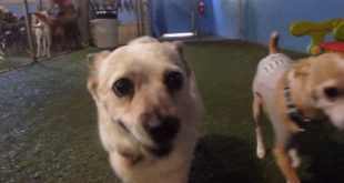 06/07/16 Small Dog Play!