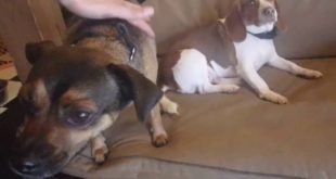 06/22/16 Small Dog Play !