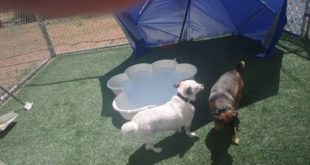06/22/16 Small Dog Play Part 2!