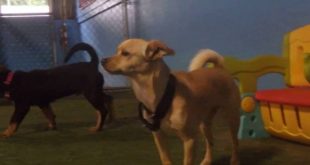 06/23/16 Small Dog Play :D