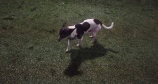 06/28/16 Small Dog Play :)