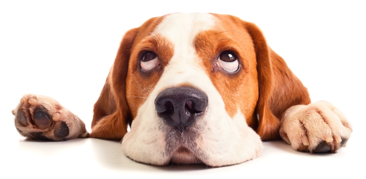 beagle head isolated on a white background