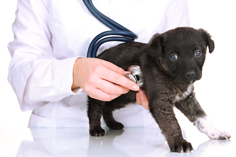 vet checking the heart rate of puppy isolated on white