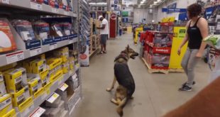 1 yr Old German Shepherd “Maxx” Amazing Obedience