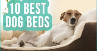 10 Best Dog Beds 2016