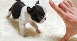 10 Really Small Dogs You Won’t Believe Actually Exist