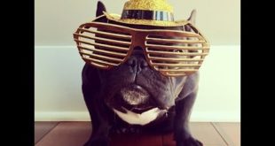 100 Cool Ideas! DOG’S!
