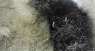 125000 mangoworms, myiasis from a dogs skin   cause of mangoworms  Mangoworms And Botfly   YouTube