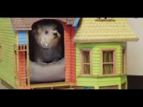 14 Build a Modern Dog House