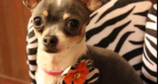 14 Cute Dog Clothes