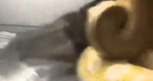 18+ SNEAK EAT SMALL DOG
