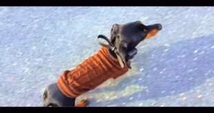 2-Year Old Dachshund, Otis! Electronic Collar Training For Small Dogs | Small Dogs Off Leash
