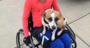 2-Year Old Jack Russell, Hazelnut!  Small Dogs and Amazing Training Virginia!