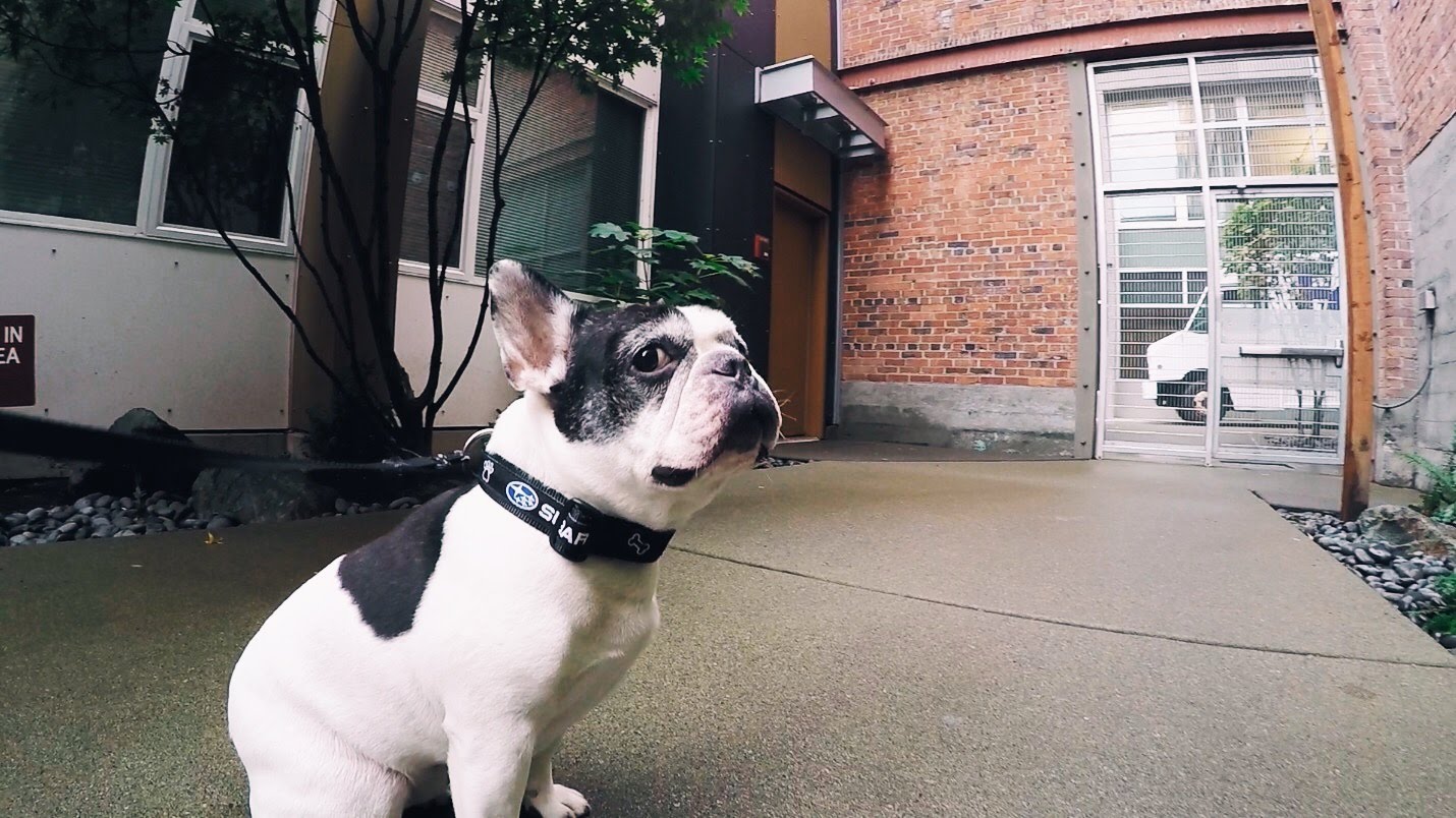 2008 French Bulldog Stage 1 Launch | Subaru Dog Collar