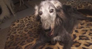 25-Year-Old Rescue Dog Could Be The Oldest Pooch In The World