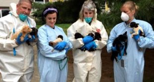 276 Dogs Get Rescued From Hoarder’s Small Home