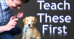 3 Easy Things to Teach your NEW PUPPY!